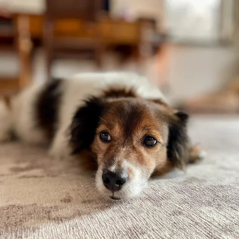 Waschbare Teppiche für Hunde & Katzen | Patoul